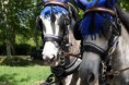 /album/fotogaleria-inicio/a15-caballos-jordi-foto-cmhomer-jpg/